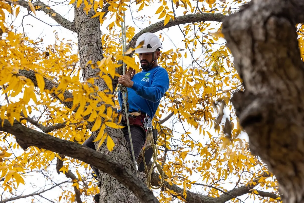 Skilled Tree Transplanting crew working in Seneca