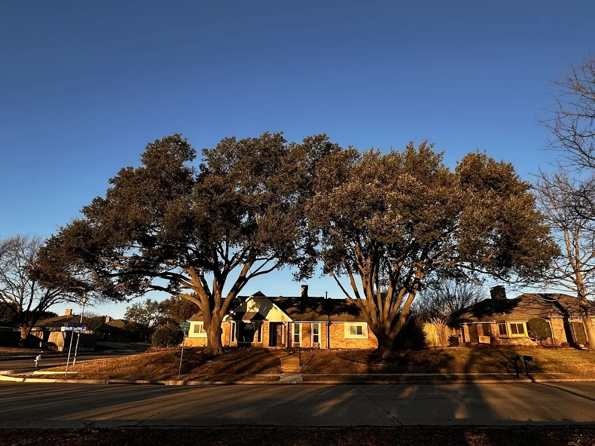 Established residential canopy tree shading a home in Seneca